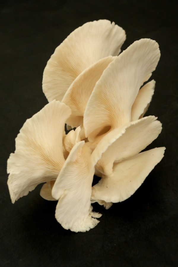 Experimental Mushroom Cultivation in Puerto Rico Puerto Rico Science