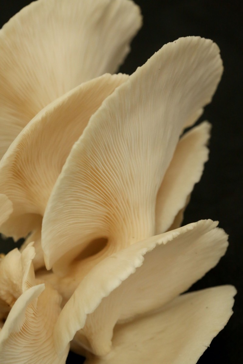 Experimental Mushroom Cultivation in Puerto Rico Puerto Rico Science