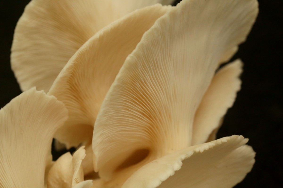 Experimental Mushroom Cultivation in Puerto Rico Puerto Rico Science