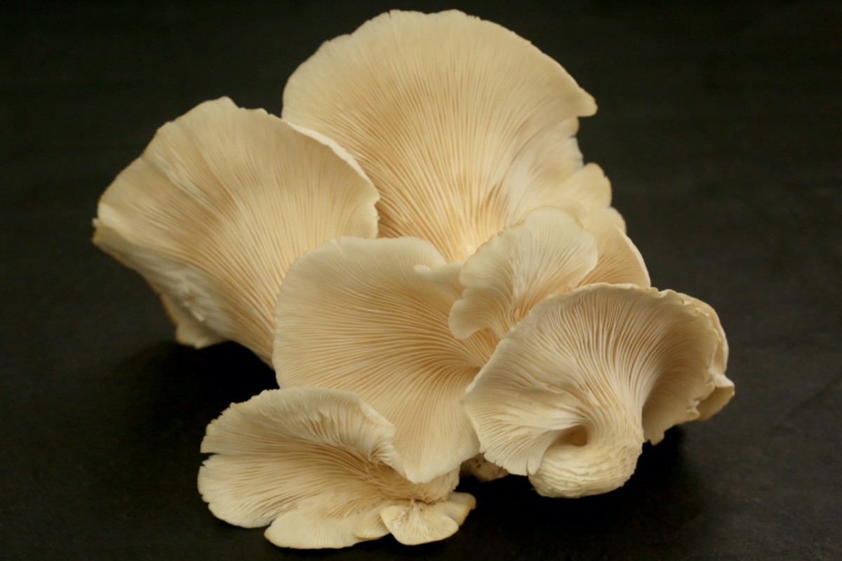 Experimental Mushroom Cultivation in Puerto Rico Puerto Rico Science