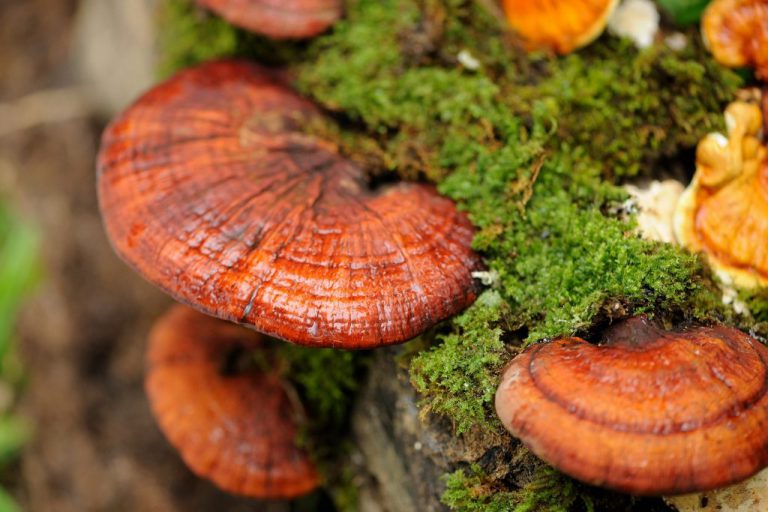 Hongo-Ganoderma-Lucidum-II